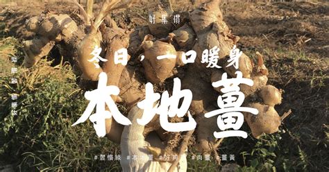 本地薑意思|「地頭蛇」與「地頭蟲」 